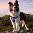 Anti-escape dog harness & leash, soft and comfortable breathable dog vest, reflective in the night, suitable for walking medium and large dogs.
