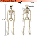 Halloween Skeleton 36-Inch Skeleton Poseable Skeleton Halloween Decorations - White - Size 1 Pcs
