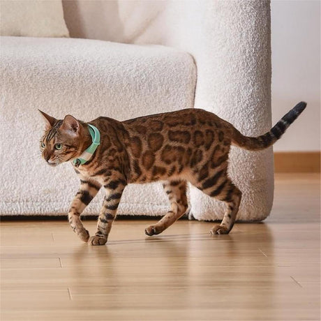 Automatic Laser Cat Collar Toy: Rechargeable Interactive Red Light Toy for Australian Indoor Cats & Kittens