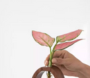 Wooden Glass Hydroponic Vase – Minimalist Desktop Flower Vase for Water Plants & Blooms (9.5cm) | Other Sizes Available in Store
