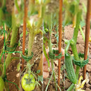 100 pcs Plant Support Clips Tomato Clips Ties Twine Vine Trellis Cages Climbing Plants Vegetables 2.5Cm