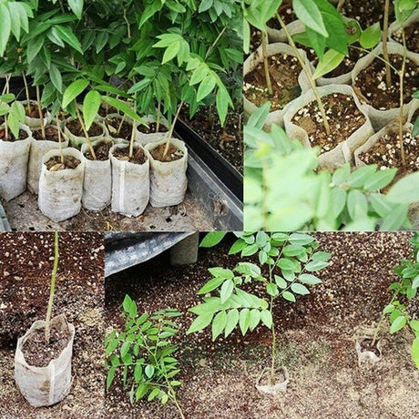 500 pcs Non-Woven Plant Bags, Biodegradable Non-Woven Fabric Plant Bags Seedling Grow Bags For Tomatoes, Flowers,