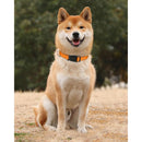 Dog Collar, Classic Adjustable Reflective Nylon Collar Suitable For Medium Dogs, Orange, 2.5Cm Width