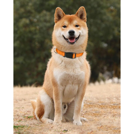 Dog Collar, Classic Adjustable Reflective Nylon Collar Suitable For Medium Dogs, Orange, 2.5Cm Width