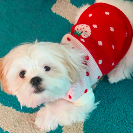 Dog Coat - Dog Sweater - Classic Turtleneck Knit Dog Sweater - Warm Winter Dog Clothes - Cute Strawberry Heart Pattern - Perfect for Small and Medium Dogs - Red - Size S