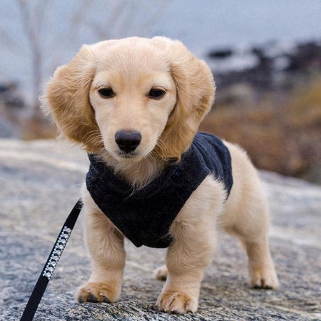 Dog Coat - Fleece Vest - Dog Sweater - Warm Winter Coat - Pull-On Fleece Coat - Leash with Ring - Perfect for Small and Medium Dogs - Black - Size XL