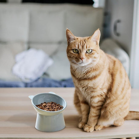 Cat bowl - Feeders - Tilting bowl - Anti-vomiting - Angled design - Blue - Perfect for cats - Indoor use - Pet accessories - Blue