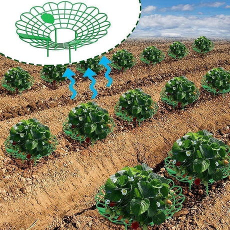 10-Pack Strawberry Holder Plant Support for Strawberries and Vegetables, 10.2 Inches