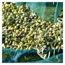 Olive Harvest Net for Fruit Picking, 16 m2, 4 x 4 m