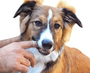 9-Piece Dog and Cat Toothbrush Set with Finger Toothbrushes