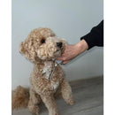 Dog Grooming Scissors Trimmer Kit