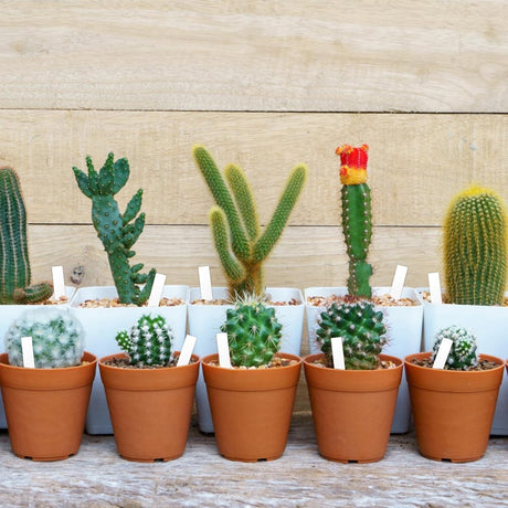 200 Plant Labels - 5x1 CM - Plant Labels - Plant Sticks - Plant Labeling - Herb Labeling - Stick Labels Vegetable Garden Signs - Slotted Labels Plant Label - Plant Signs - Plastic - White - For Garden Potted Herbs Flowers Vegetables
