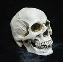 Human Skull Model Life-Size Replica Realistic Anatomy White Resin High Precision Teaching Tool Compatible with Halloween Decor