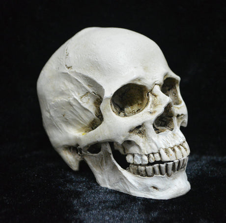 Human Skull Model Life-Size Replica Realistic Anatomy White Resin High Precision Teaching Tool Compatible with Halloween Decor