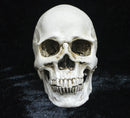 Human Skull Model Life-Size Replica Realistic Anatomy White Resin High Precision Teaching Tool Compatible with Halloween Decor
