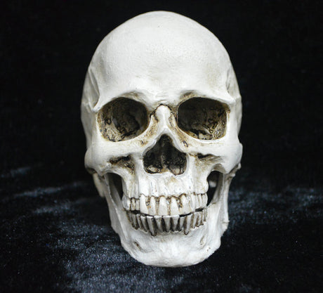 Human Skull Model Life-Size Replica Realistic Anatomy White Resin High Precision Teaching Tool Compatible with Halloween Decor