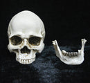 Human Skull Model Life-Size Replica Realistic Anatomy White Resin High Precision Teaching Tool Compatible with Halloween Decor