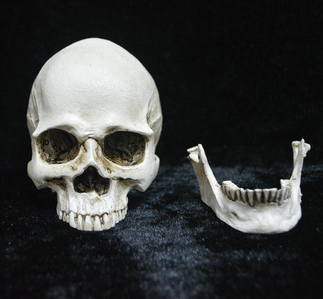 Human Skull Model Life-Size Replica Realistic Anatomy White Resin High Precision Teaching Tool Compatible with Halloween Decor