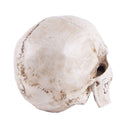 Human Skull Model Life-Size Replica Realistic Anatomy White Resin High Precision Teaching Tool Compatible with Halloween Decor
