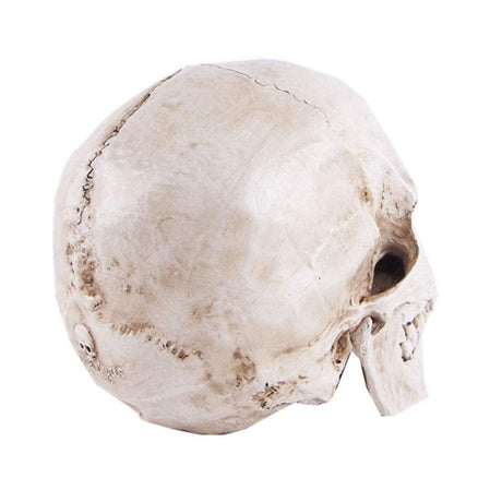 Human Skull Model Life-Size Replica Realistic Anatomy White Resin High Precision Teaching Tool Compatible with Halloween Decor