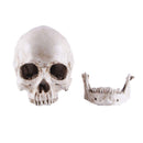 Human Skull Model Life-Size Replica Realistic Anatomy White Resin High Precision Teaching Tool Compatible with Halloween Decor