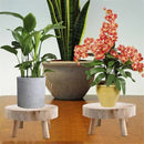 Wooden Plant Stand Bonsai Display Holder Indoor Outdoor Garden Decor