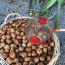 Side Opening Nut Picker for Walnuts and Pine Cones Collector Compatible with Oral-B