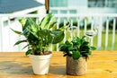 Self-watering globes, bird-shaped plant watering device, hand-blown, clear glass globe for indoor and outdoor plants, pack of 2