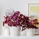 Self-watering plant watering balls, hand-blown glass plant watering balls, watering balls for indoor and outdoor plants, 2 hearts