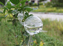 snail-shaped hand-blown clear glass self-watering sustainable mini transparent plant watering pot