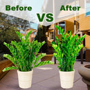 Plant Support Poles, 6-Pack Metal Peony Cages and Supports, Plant Support Cage for Garden Poles, Large Plant Support Ring for Outdoor and Indoor Use, Snake Plant, Peony, Flower Tendril (25cm W x 40cm H)