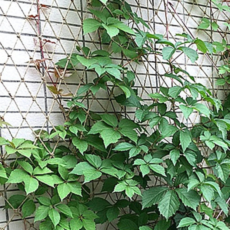 Plant Support Net for Climbing Plants - 2 x 5 Meters - Jute Climbing Net - Natural & Sustainable