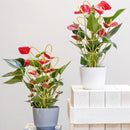 Plant Support Climbing Plants - Leaf-Shaped Plant Climbing Rack - Decorative Plant Pole for Indoor Use - Includes 20 Tie Straps - Green