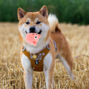 Interactive Dog Toy - Squeaky Pig Chew Toy - Beneficial for dogs and puppies - Makes playtime more fun for pets - Makes a purring sound