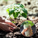 Grow Bags - Gardening - Grow Pots - Vegetable Garden - Seedlings - Plant Bags - Non-woven Grow Bags - Growing Set - Breathable Fleece - Vegetable Garden Box - Growing Box - Sowing - Cuttings - Plant Bags - Vegetable Garden - Vegetable Gardening - Sustaina