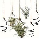Tutuviw 6 Pcs Air Pineapple Pot Air Plant Hanger Holder,Plant Stands Hanging with Jute Ropes,Modern Plants Hanger Wall Metal Air Plants Stand,Air Plants Hook Air Shelf (Black Aluminum)