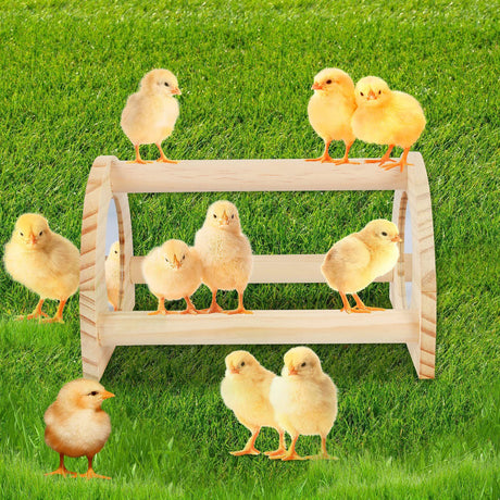 Large Wood Pine Chick Perch, Wooden Perch Chicks Toys for Coop and Brooder, Strong Chicken Jungle Gym Roosting Bar for Baby Chicks with a mirror