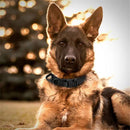Nylon Dog Collar Adjustable Durable for Shepherd Outdoor Working Training Walking with Leash (XL, Black)