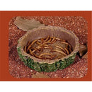 2 Pcs Reptile Feeding Dish Bowl,Reptile Tree Trunk Food/Water Dish for Reptiles,Amphibians,Bearded Dragon,Lizard,Gecko,Tortoise,Hermit Crab and Little Critters