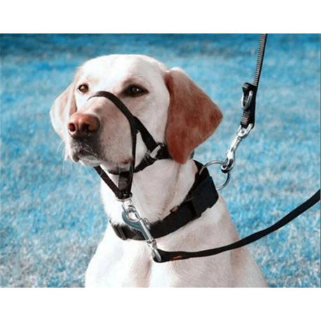 Pressure free dog training headband for traction, no traction hood, with adjustable seat belt for walking training, responsive large dog (M)Black
