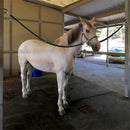 Trailer Cross Tie, Horse Haulage Adjustable Nylon Straps Leads with Panic Snap Fixed Eye Equestrian Equipment