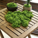 30g Light Green Artificial Stringy Moss-2 Pack