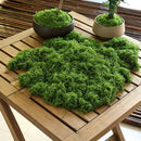 50g Dark Green Artificial Stringy Moss
