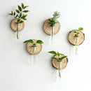 Creative Test Tube Hydroponic Vase-Set of 6