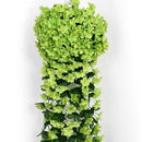 FauxPothosHangingPlant