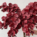 Artificial Oil Painting Phalaenopsis, Dark Red, 1 Pack