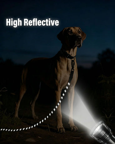 Large Dog Leash Orange 03