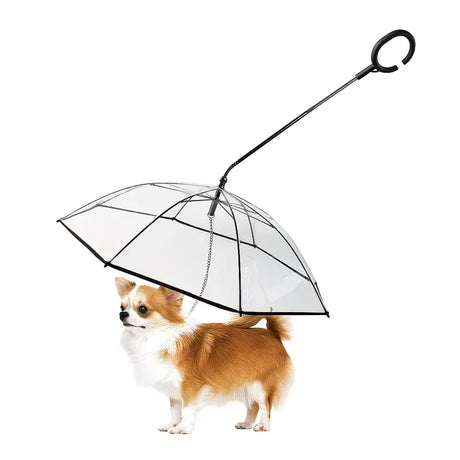 Bendable transparent pet umbrella with leash chain, rain or shine, one umbrella for outdoor pet walks