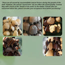 Handmade nutshell wind chime, nutshells rustling in the wind, bringing a touch of mountain forest atmosphere to your home.