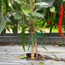 Garden Twine, 656 Feet 2mm Green Jute Twine for Gardening, Plant Ties for Climbing Plants, Tomatoes, Vegetables, Crafts